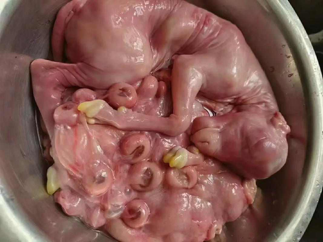胎盤可以做什麼