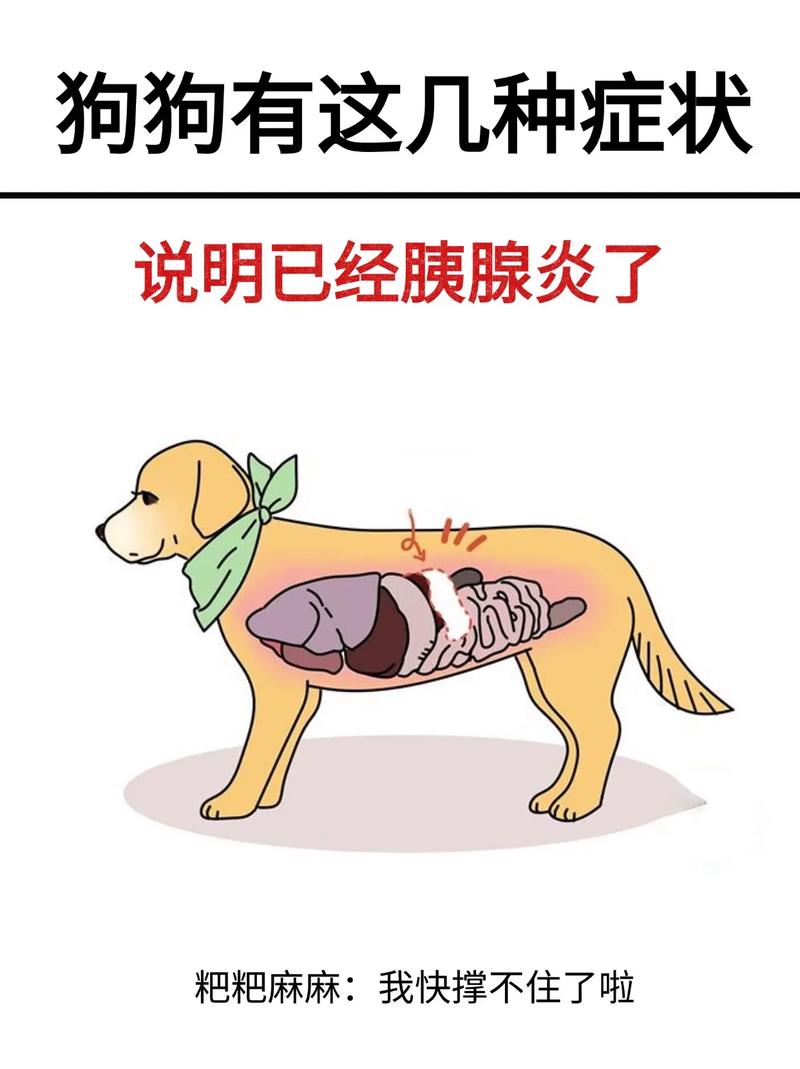 狗為什麼會胰臟炎