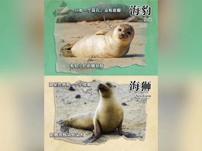 海豹 海獅 海狗 怎麼 分