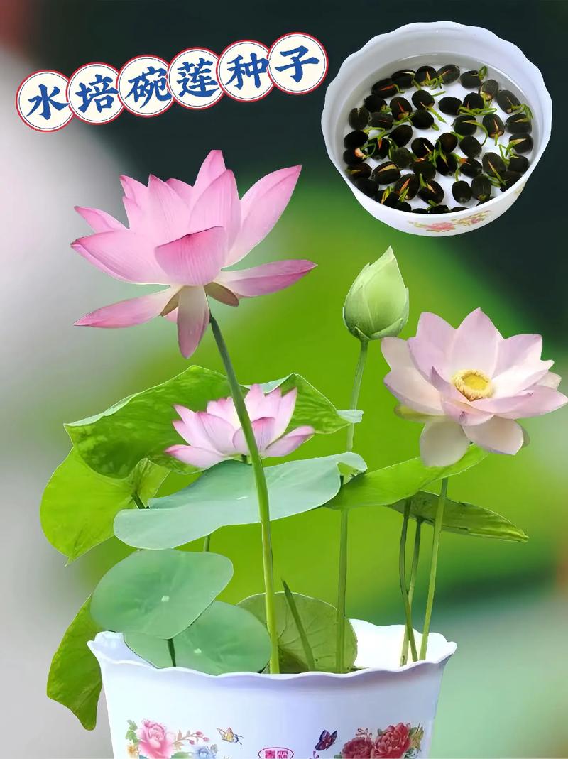 蓮花用什麼繁殖