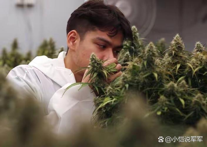 備孕可以抽大麻嗎