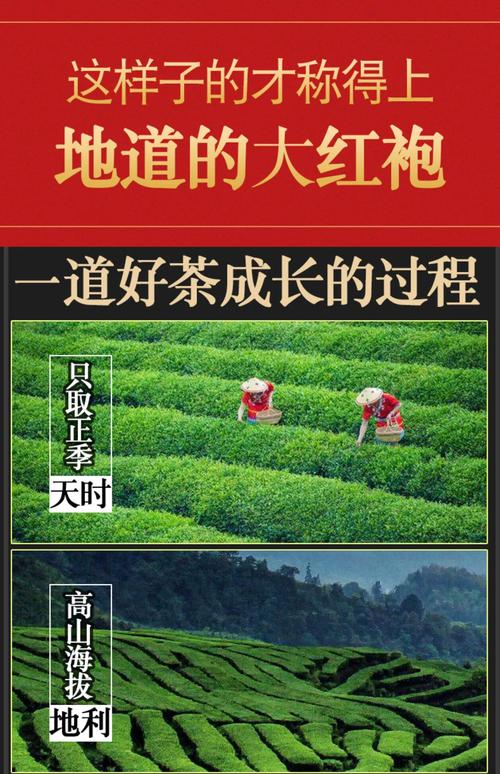 大紅袍很貴嗎