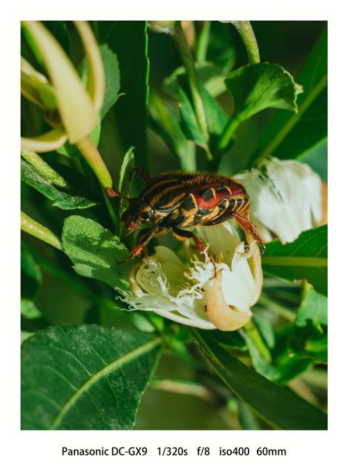 銅點花金龜吃什麼?深度解析這種美麗金龜子的食性與生態角色 1 銅點花金龜吃什麼