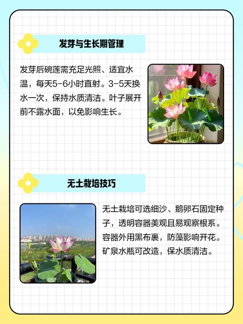 布袋蓮如何養