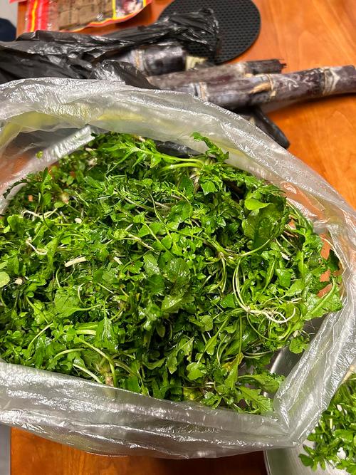 薺菜台灣