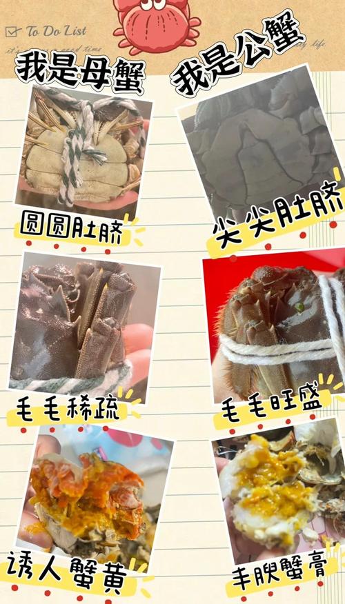 招潮蟹如何分辨公母