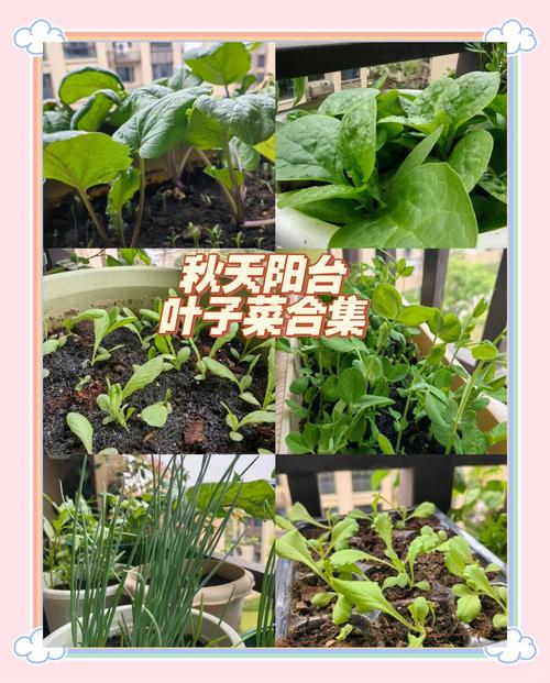 秋天種什麼菜