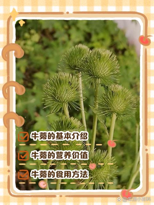 牛蒡是什麼部位