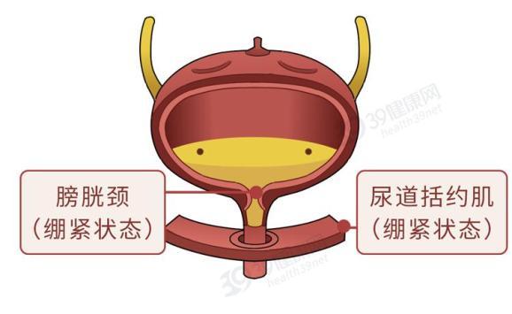 尿液儲存在哪裡