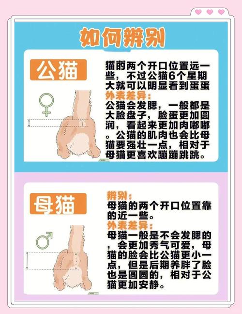 如何分辨對偶