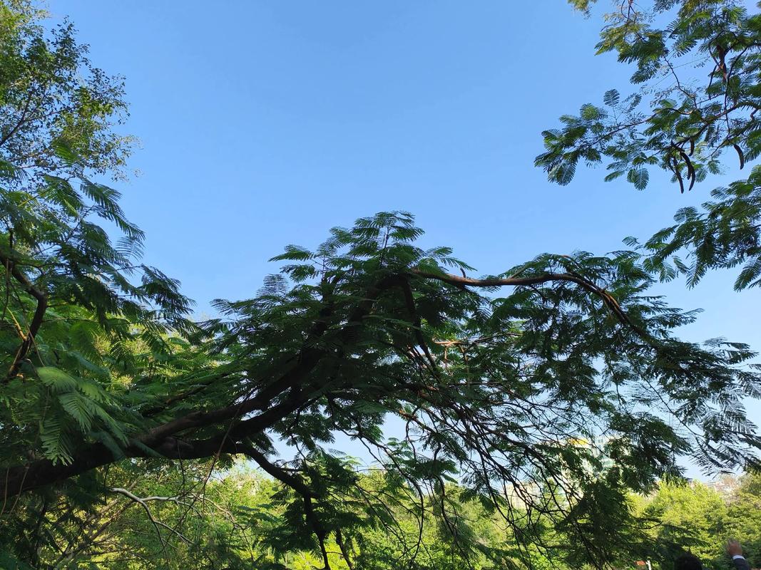 為何大樹一直跌
