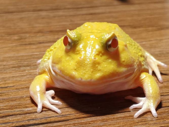 角蛙可以吃杜比亞嗎?飼養者必讀的角蛙營養與杜比亞餵食指南 1 角蛙可以吃杜比亞嗎