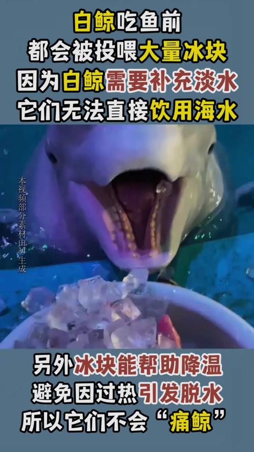 鯨魚為何要吃冰