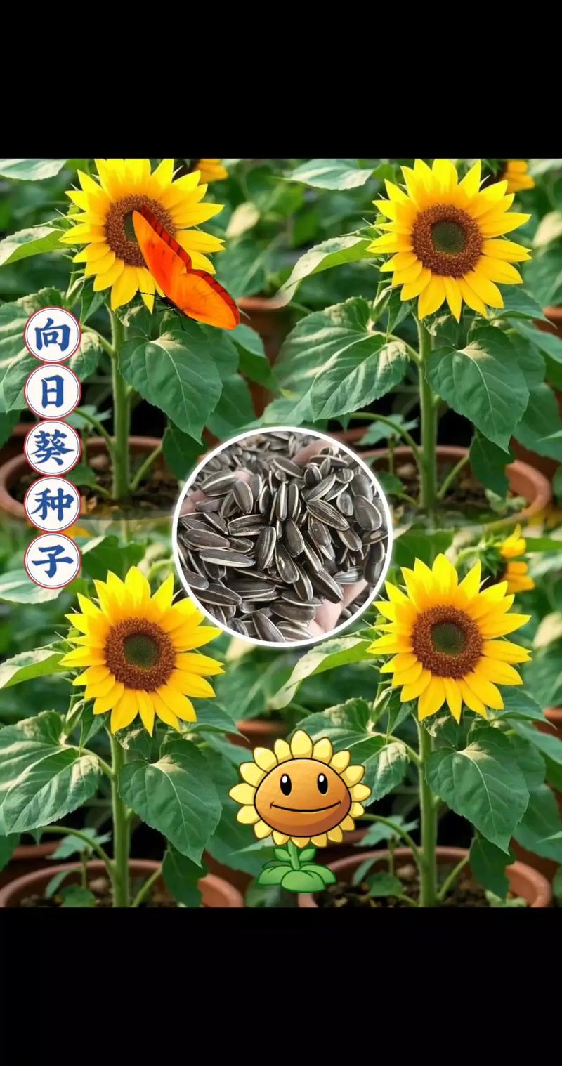 種子要照光嗎