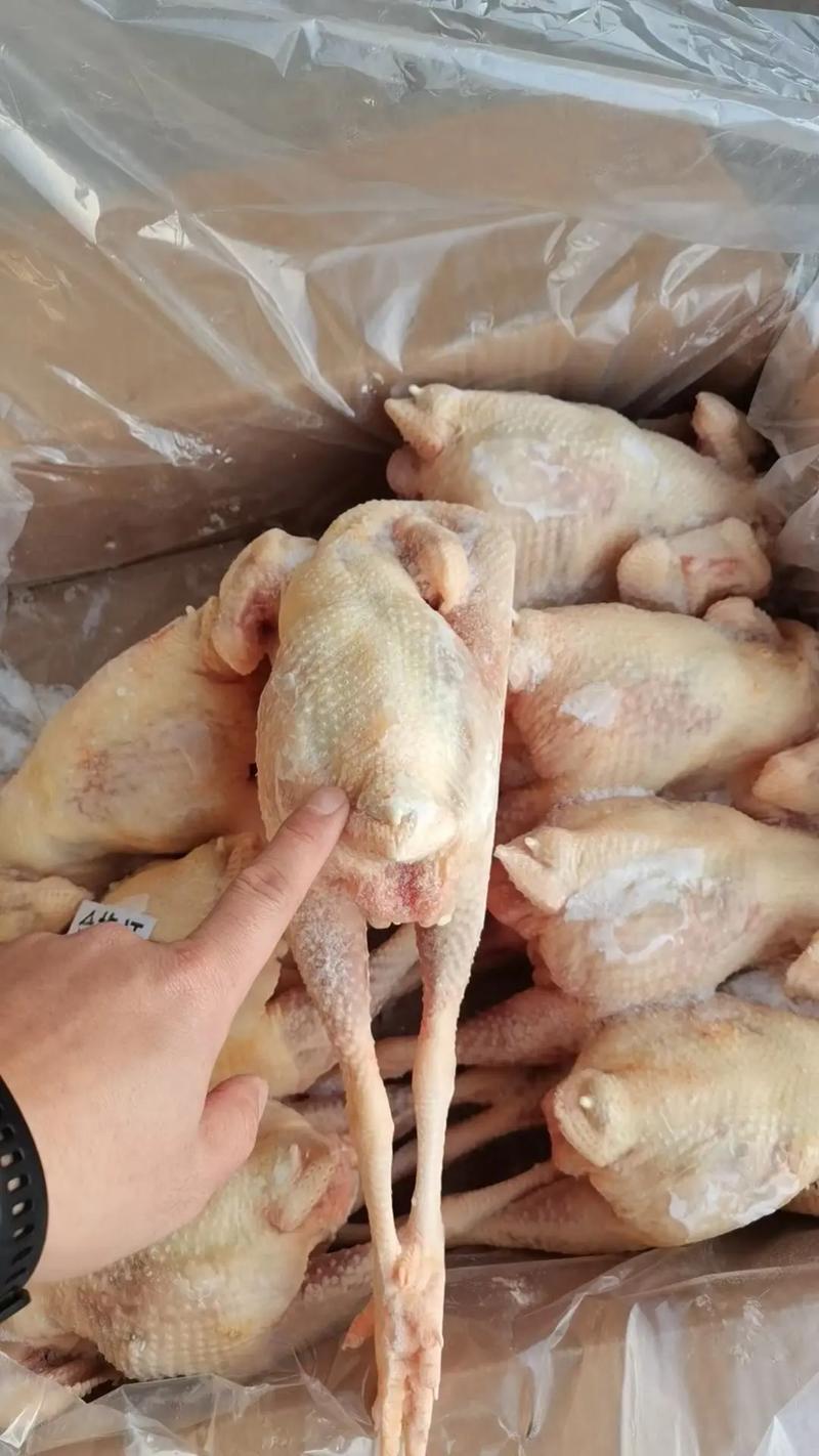 紅雞母好吃嗎:探索這種傳統食材的風味與營養價值 1 紅雞母好吃嗎