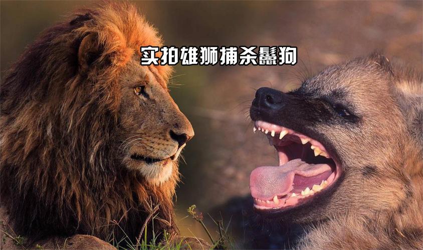 獅子會吃鬣狗嗎