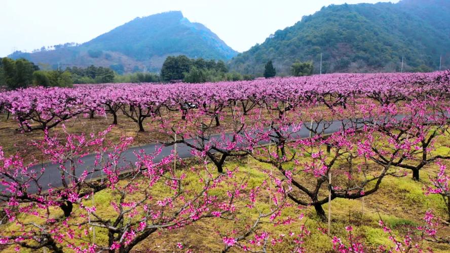 桃園去哪裡