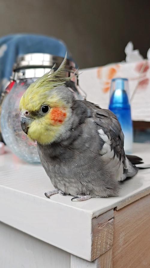 玄鳳鸚鵡會怕冷嗎