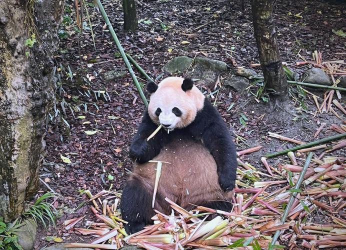 熊貓可以只帶小箱嗎