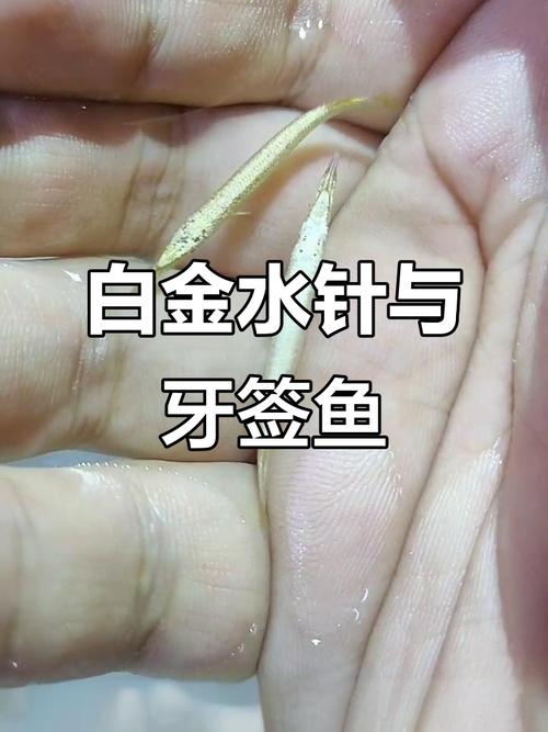 水針吃什麼