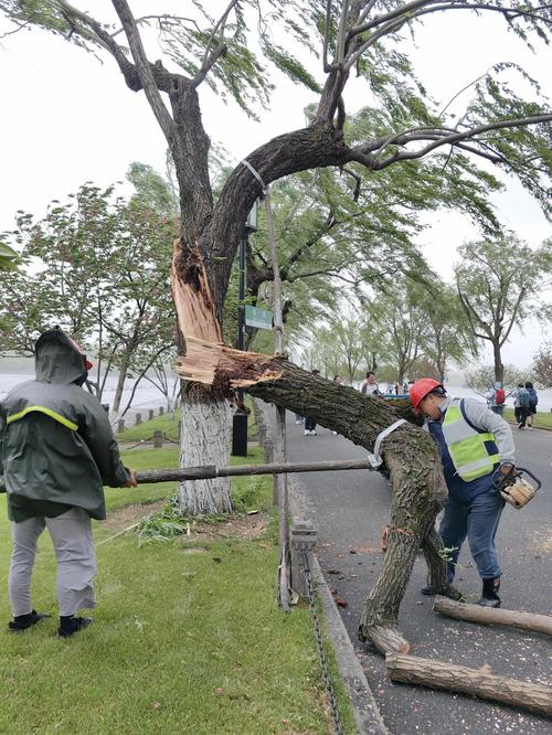 樹倒了怎麼辦