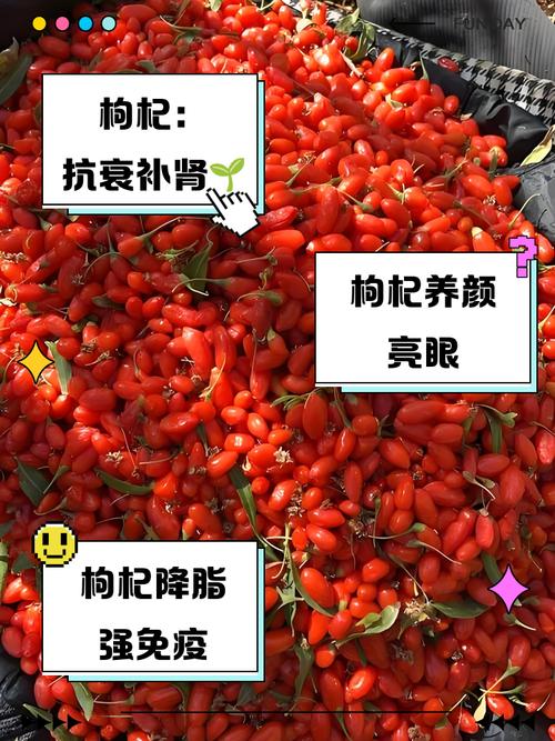 甘杞子功效揭秘:從養生保健到現代應用,全方位解析其獨特魅力 3 甘杞子功效