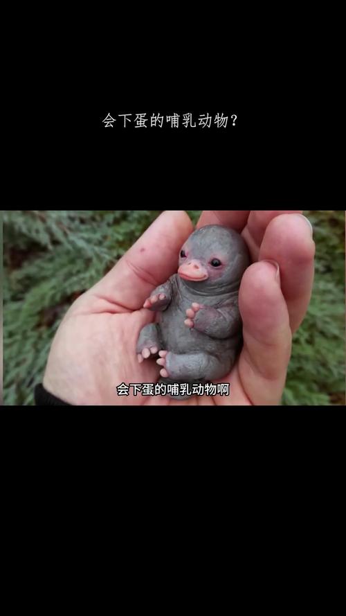 生蛋的動物叫什麼