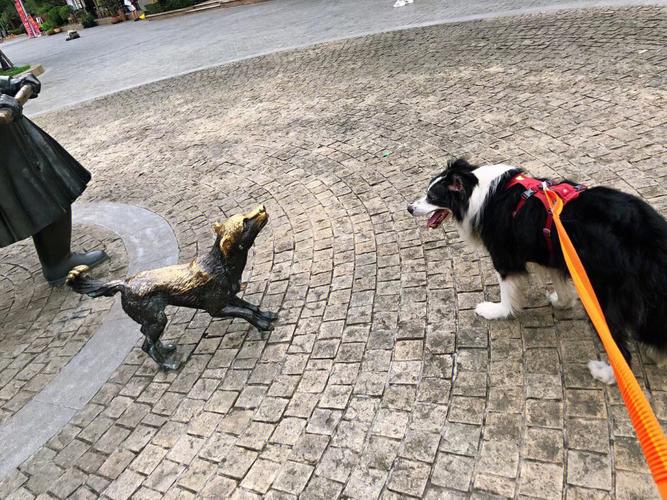 行天宮可以帶狗嗎