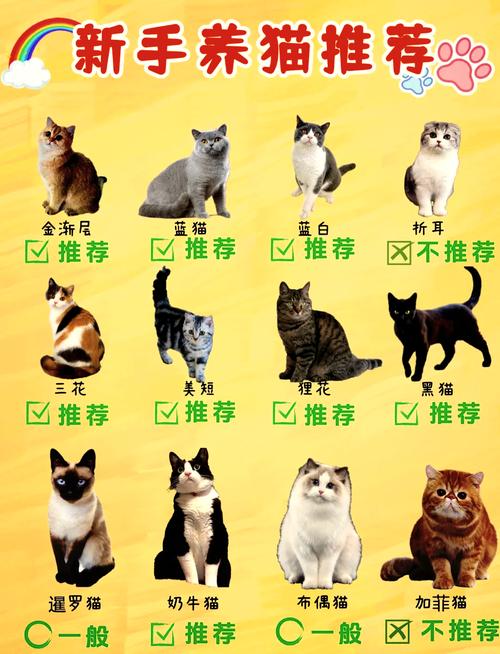 英短體型長到幾歲