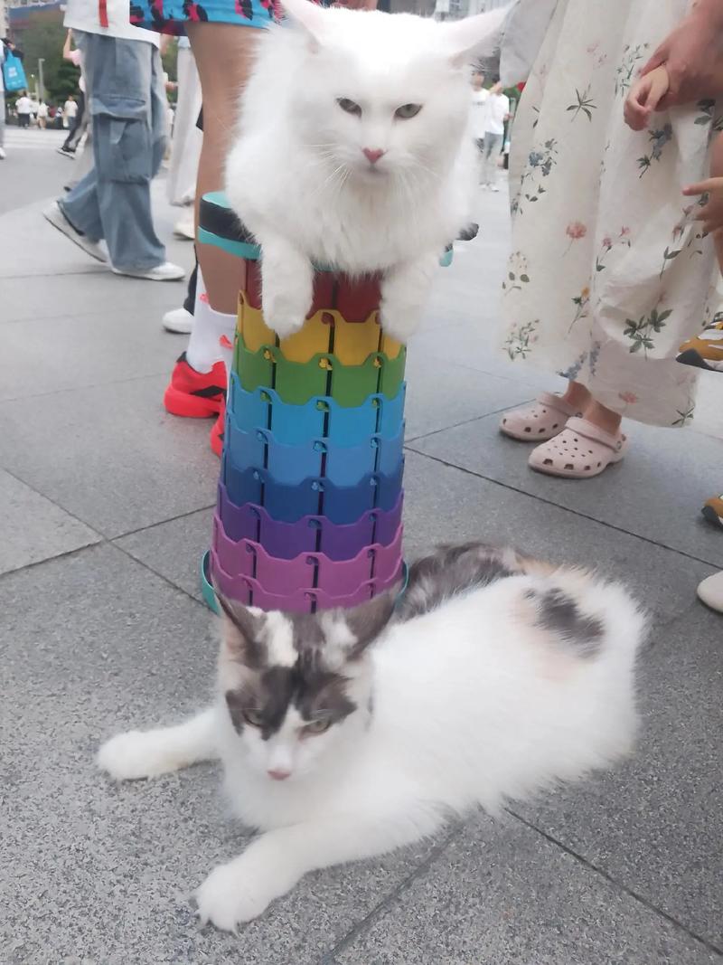 貓咪可以吃糯米嗎