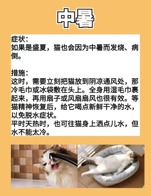 貓咪為何打翻水