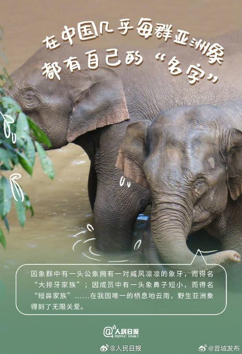 誰殺了大象 前進進