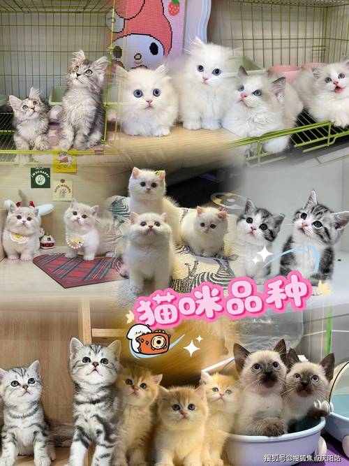 起司要去哪裡買