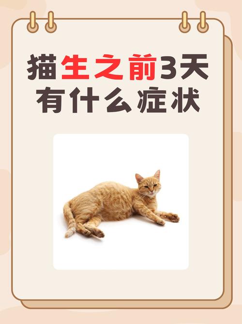 貓咪會肚子痛嗎