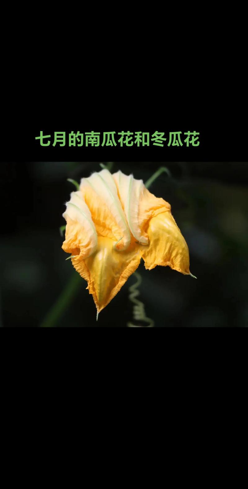 冬瓜何時開花