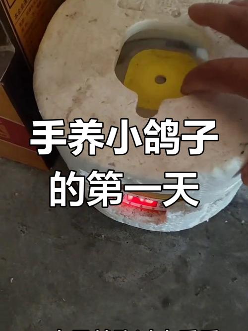 幼鴿一天餵幾次