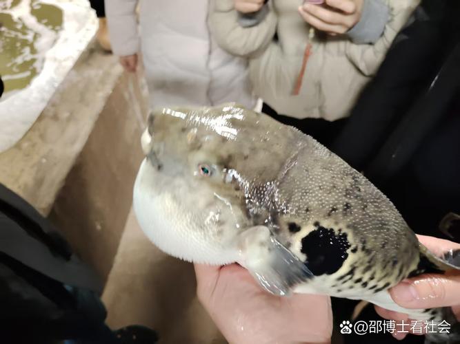 河豚有養殖的嗎