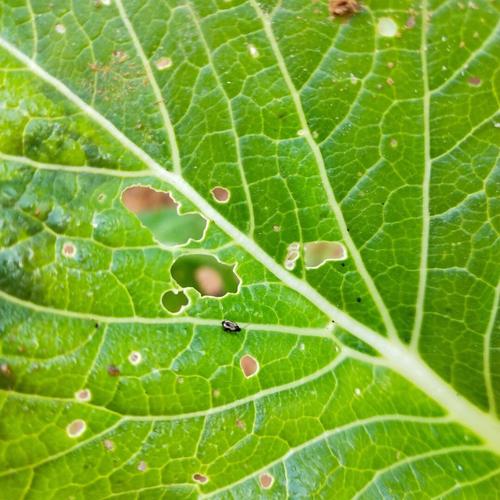 什麼蟲吃小白菜?小白菜蟲害全攻略,從辨識到生態防治到永續管理的秘訣 1 什麼蟲吃小白菜