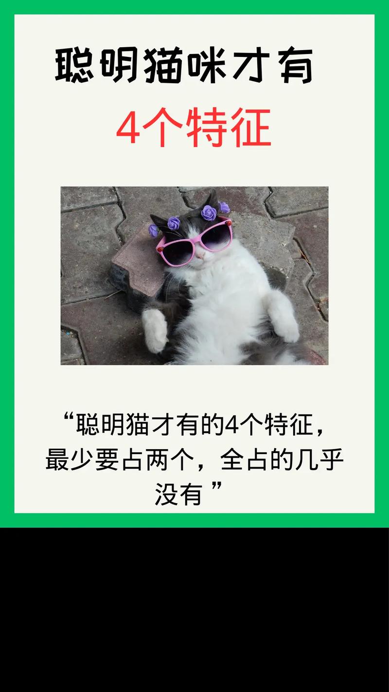 貓咪聰明嗎