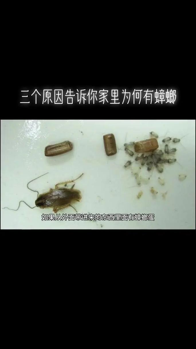 蟑螂一次下幾顆蛋