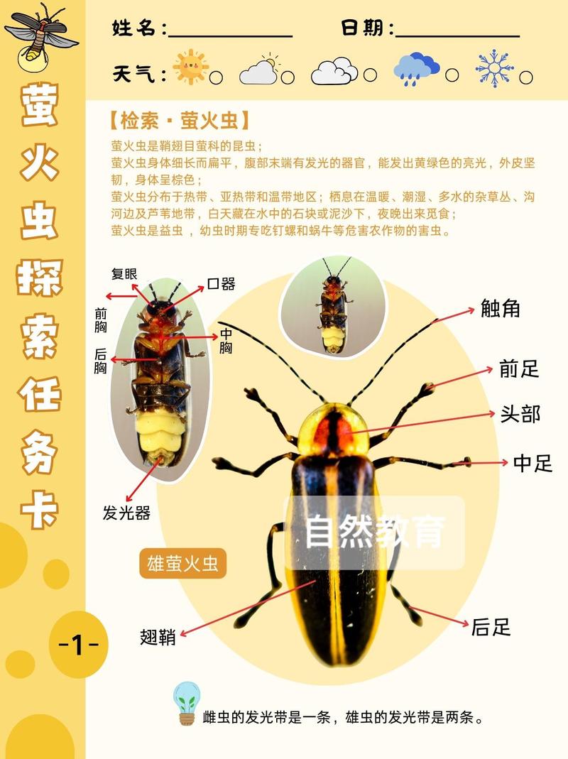 螢火蟲是蟑螂嗎