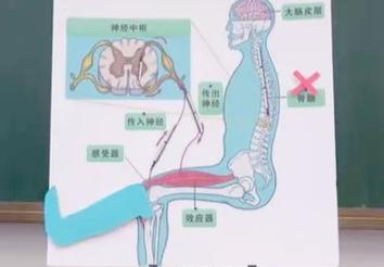 反射動作可以練習嗎