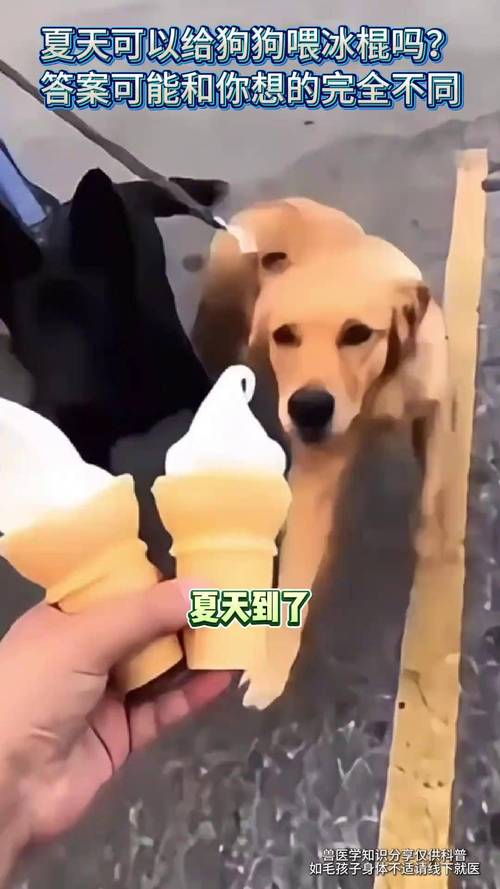 狗可以吃冰棒嗎