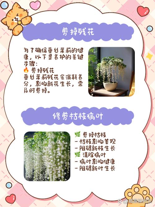 垂茉莉怎麼照顧