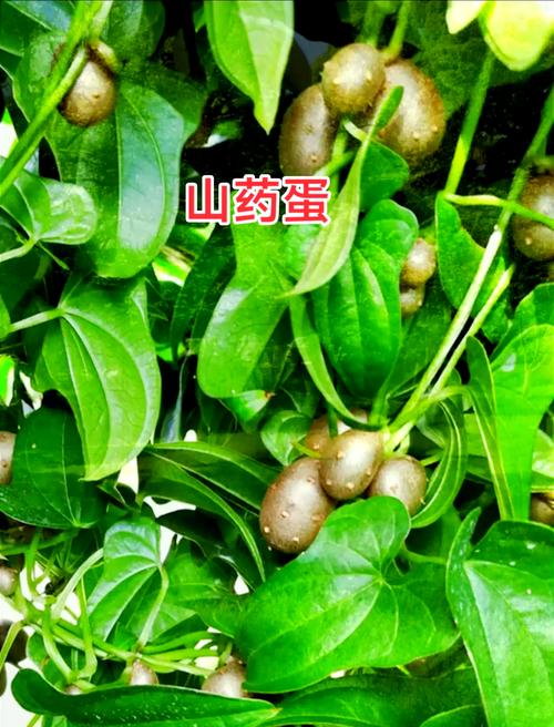 可以每天吃馬鈴薯嗎