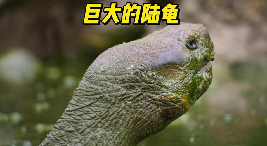 什麼動物可以活到100歲