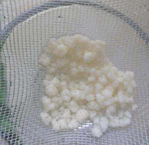 乳酸菌幾度會死