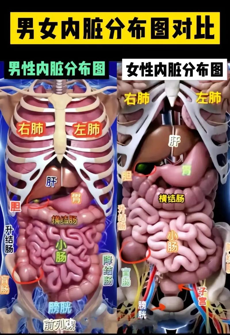 臟器是什麼