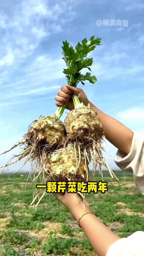 芹菜根可以吃嗎