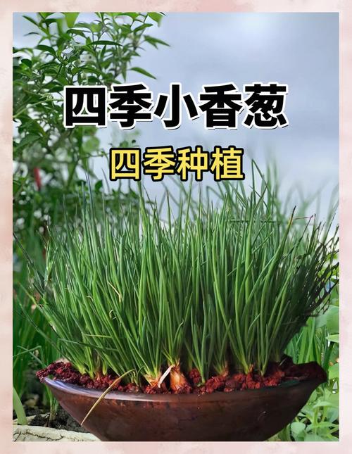 青蔥需要陽光嗎